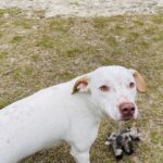 A white dog is standing next to a stuffed animal.