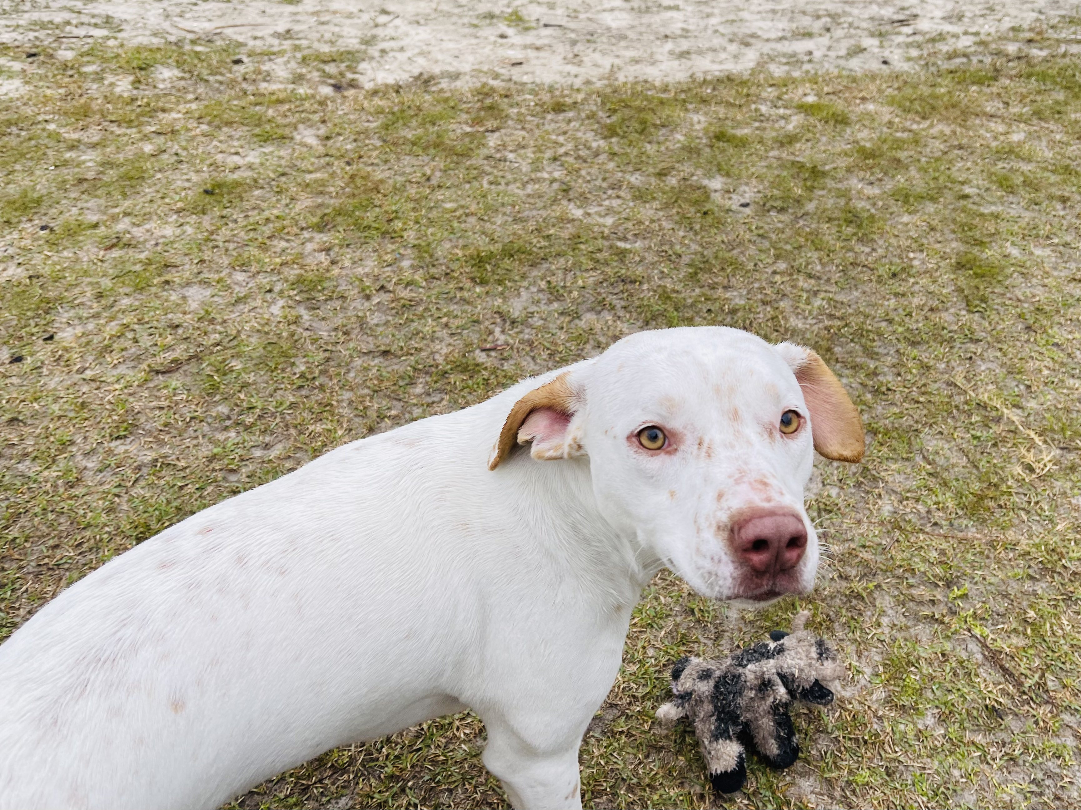 A white dog is standing next to a stuffed animal.