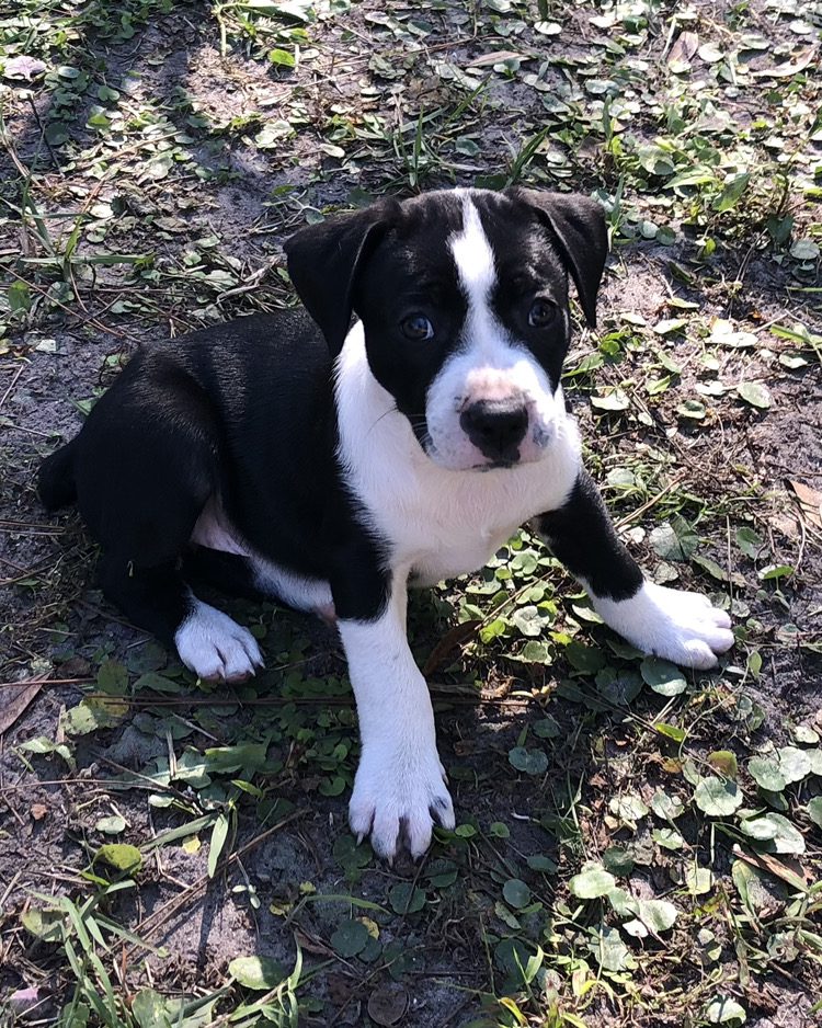 A black and white puppy laying on the ground.