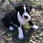 A black and white puppy laying on the ground.