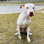 A white dog sitting on the grass next to a pond.