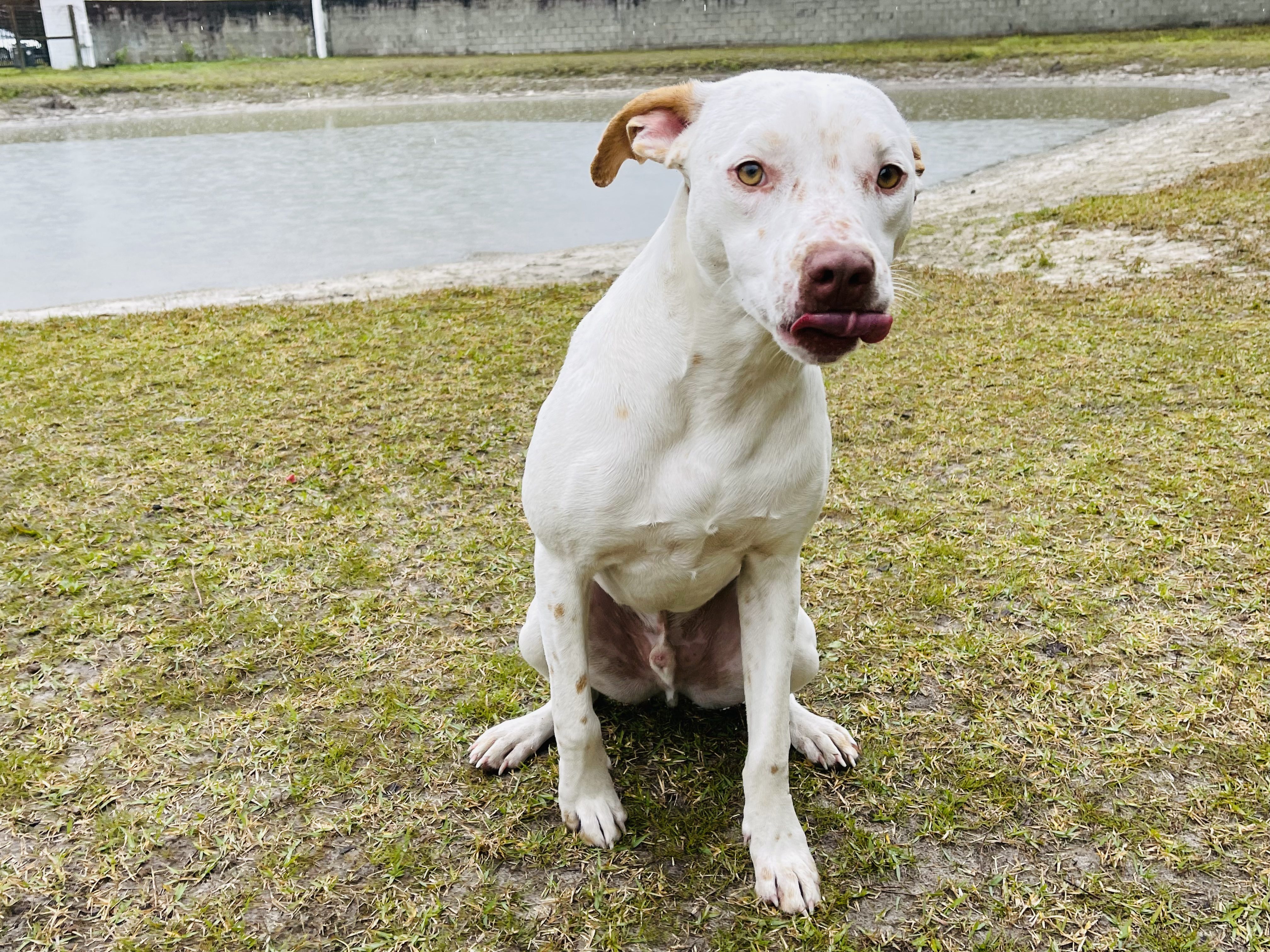 A white dog sitting on the grass next to a pond.