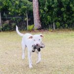 A white dog running with a toy in its mouth.