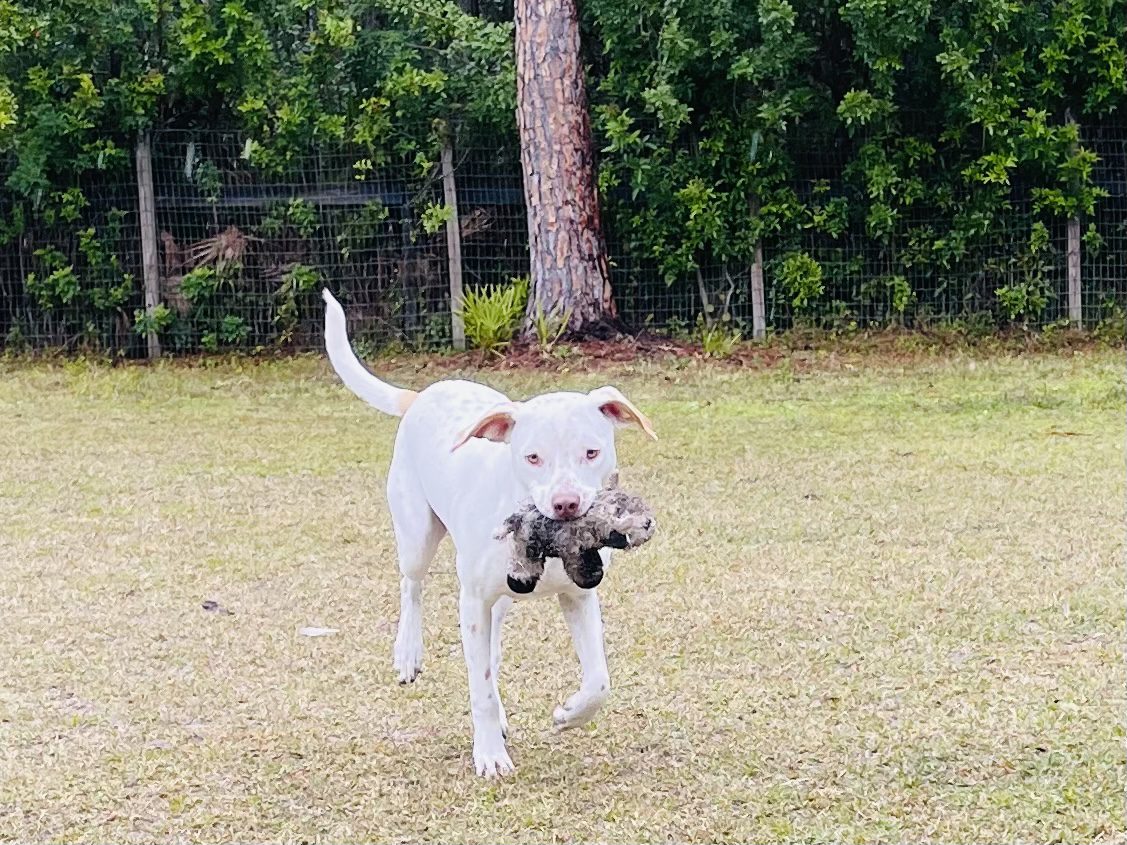 A white dog running with a toy in its mouth.