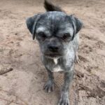 Person, an adoptable shih tzu & chihuahua mix in tampa, f.