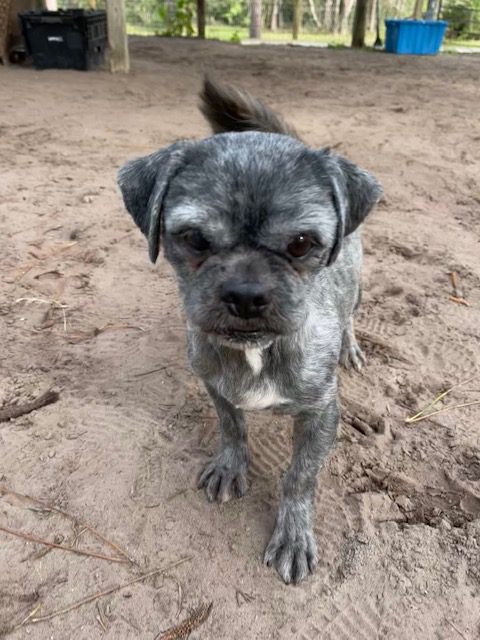 Person, an adoptable shih tzu & chihuahua mix in tampa, f.