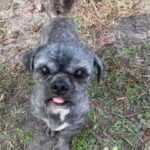 Person, an adoptable shih tzu & chihuahua mix in miami, fl.