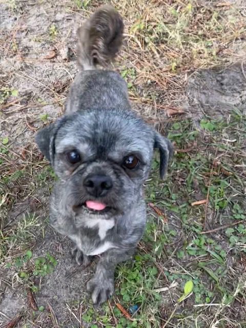 Person, an adoptable shih tzu & chihuahua mix in miami, fl.