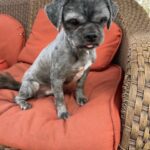 A small grey dog sitting on a wicker chair.