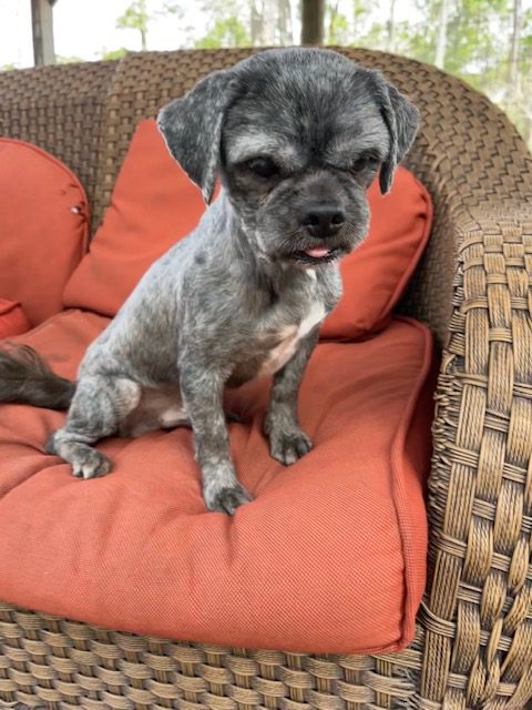 A small grey dog sitting on a wicker chair.