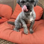 Person, an adoptable chihuahua & chihuahua mix in houston, .