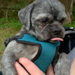 Person, an adoptable schnauzer terrier mix in jacksonville, fl.