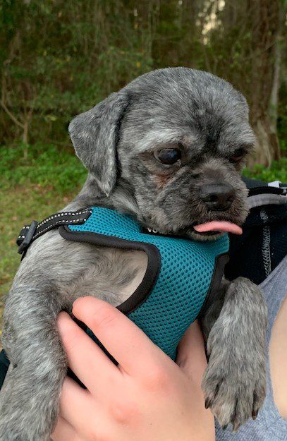 Person, an adoptable schnauzer terrier mix in jacksonville, fl.