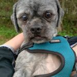 A small dog wearing a blue harness in a person's arms.