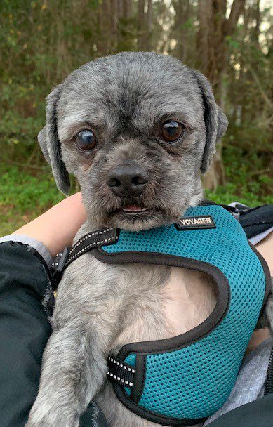 A small dog wearing a blue harness in a person's arms.