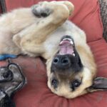 Jasper, A German Shepherd, Lying on the Couch for Belly Rub
