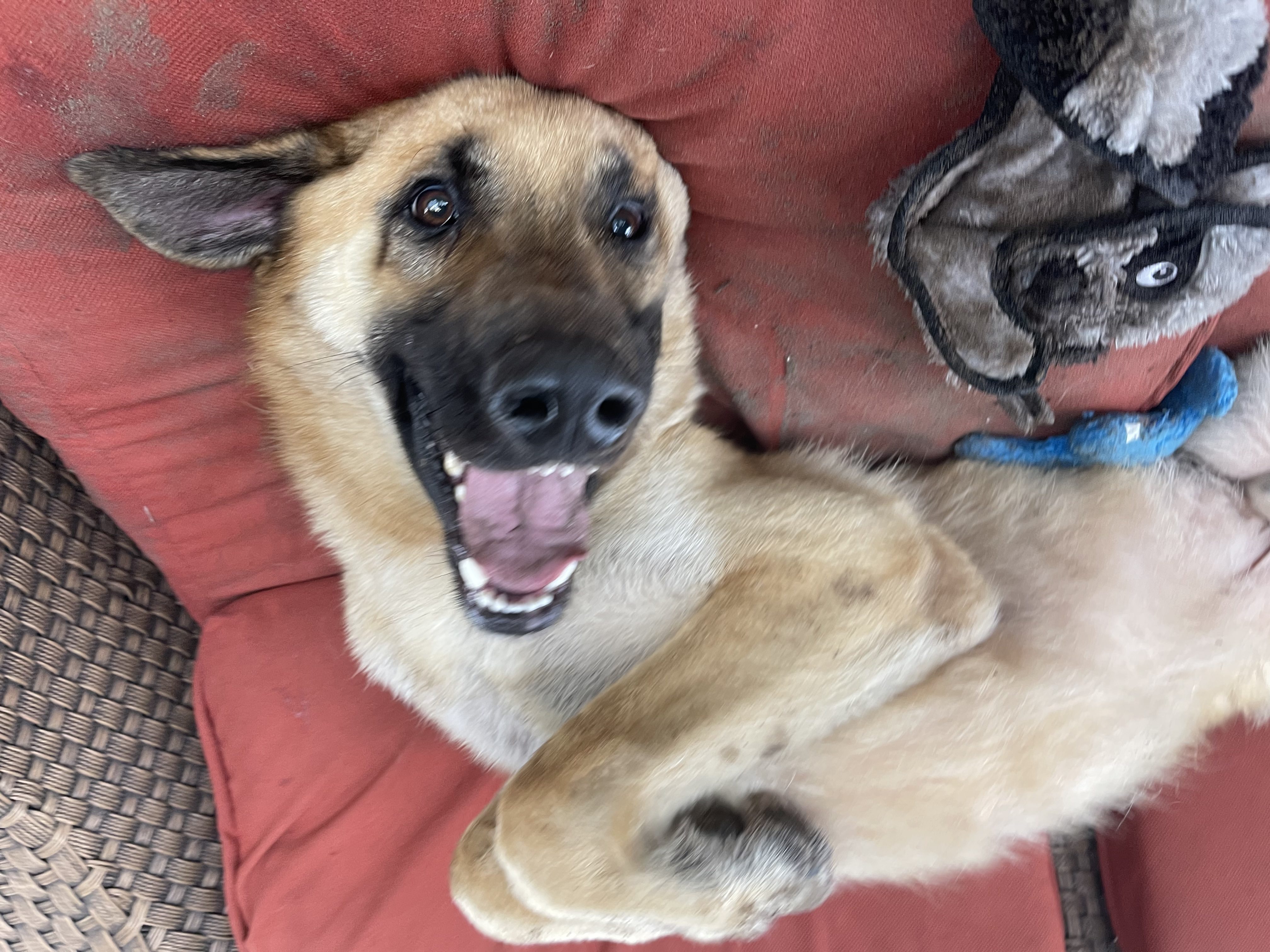 Jasper, A German Shepherd, Lying on the Couch for Belly Rub