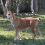 A brown and white dog standing in the grass.