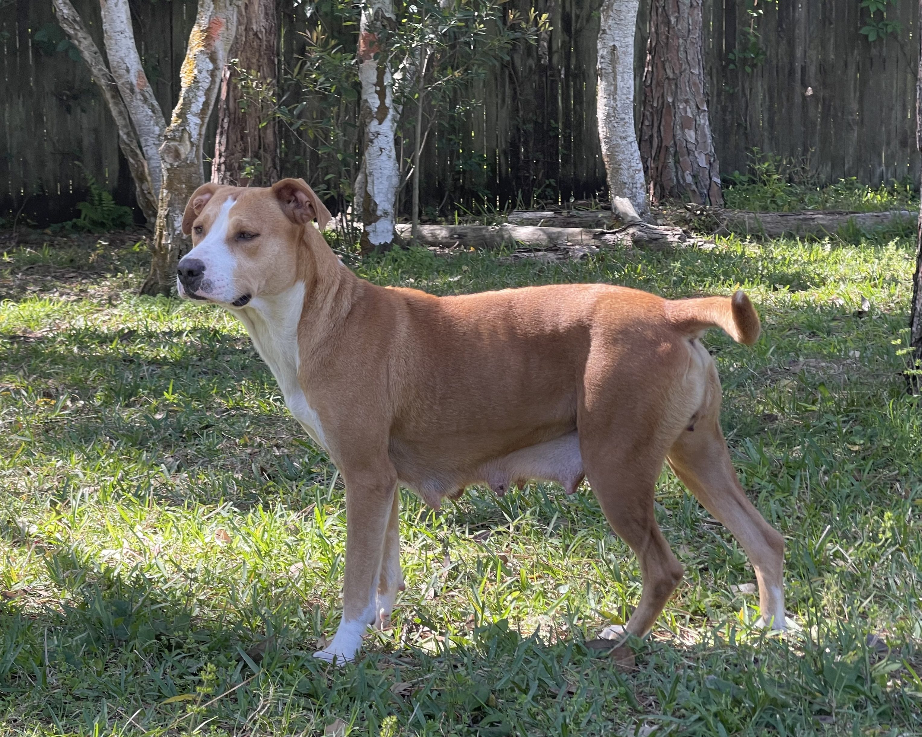 A brown and white dog standing in the grass.