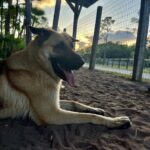 Jasper Sitting on the Ground Near the Wired Fence