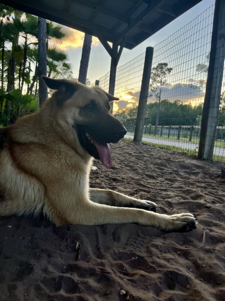 Jasper Sitting on the Ground Near the Wired Fence