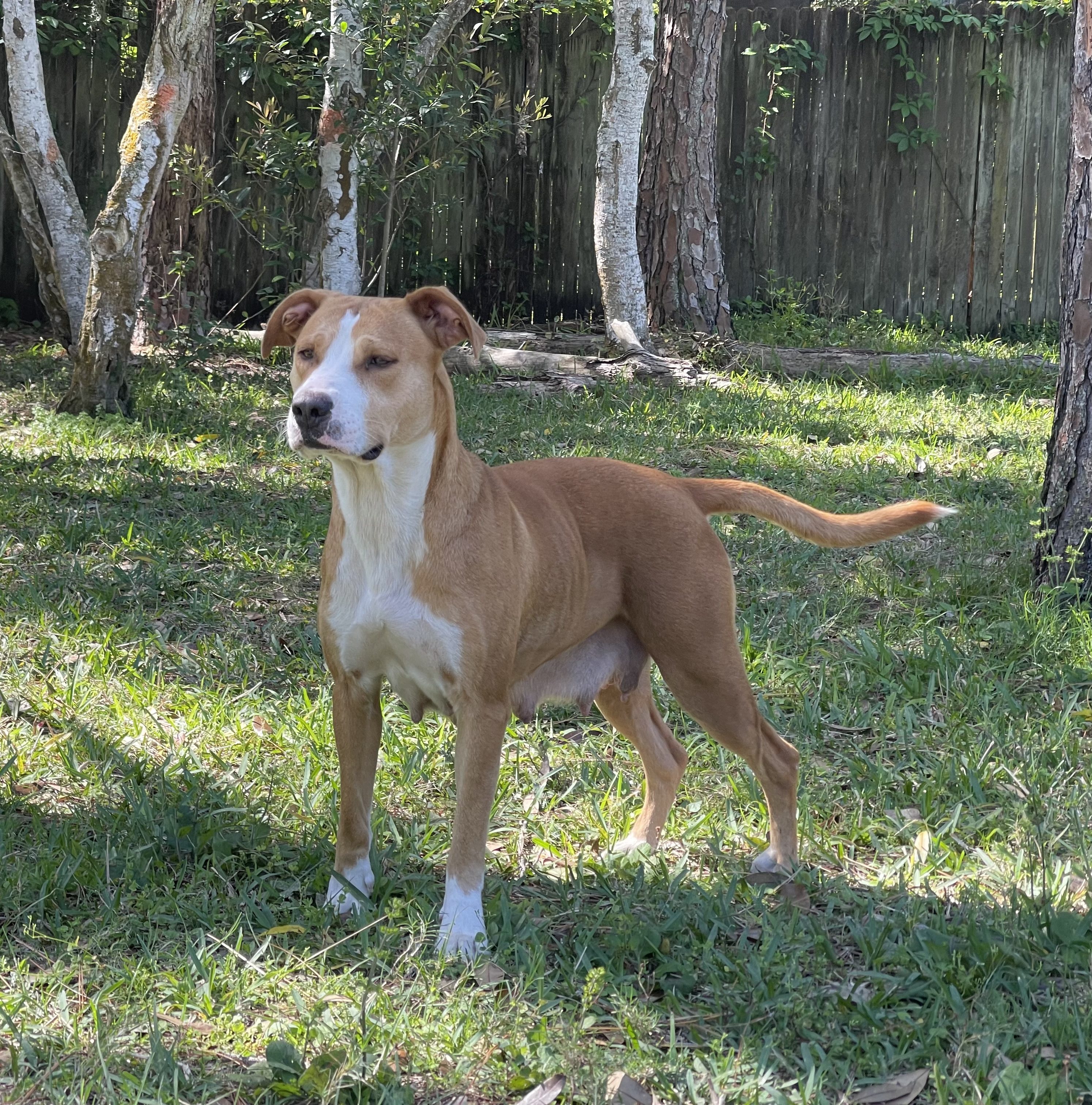 A brown and white dog standing in the grass.