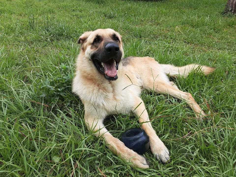 Neutered and Vaccinated Jasper Sitting on the Ground with Big Grasses
