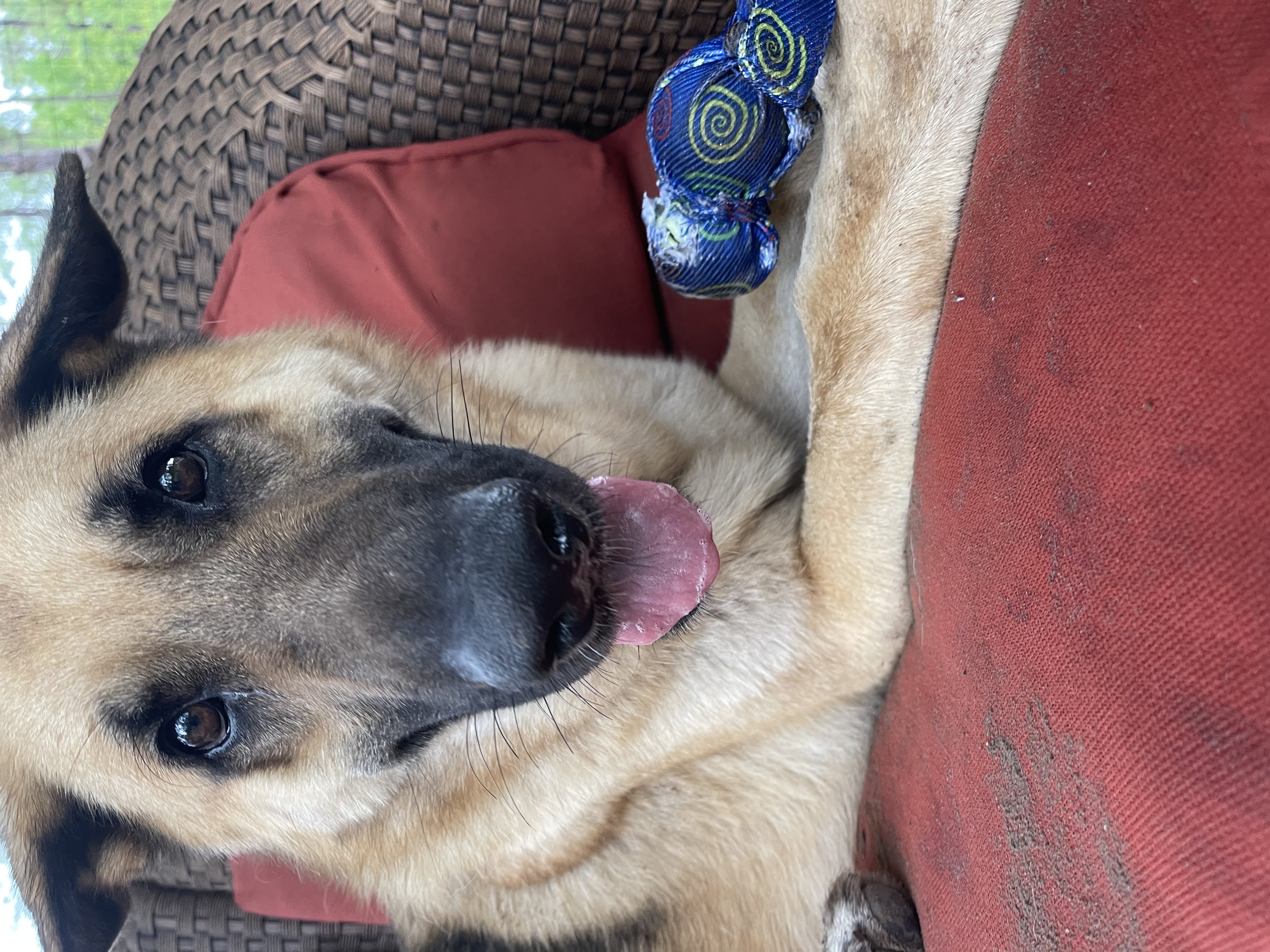 A german shepherd dog laying on a couch with a toy.
