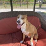 A dog sitting on a couch with his tongue out.