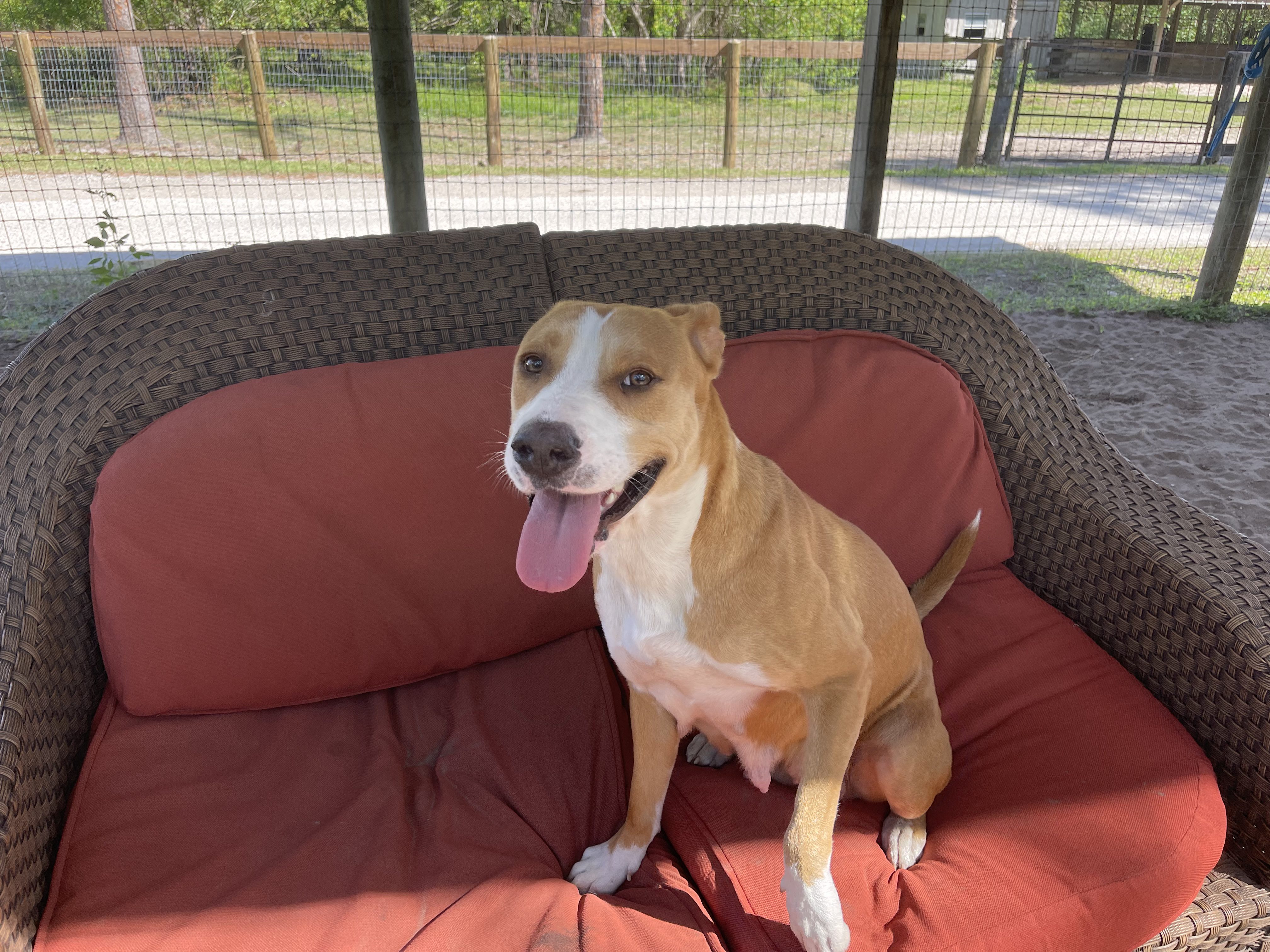 A dog sitting on a couch with his tongue out.