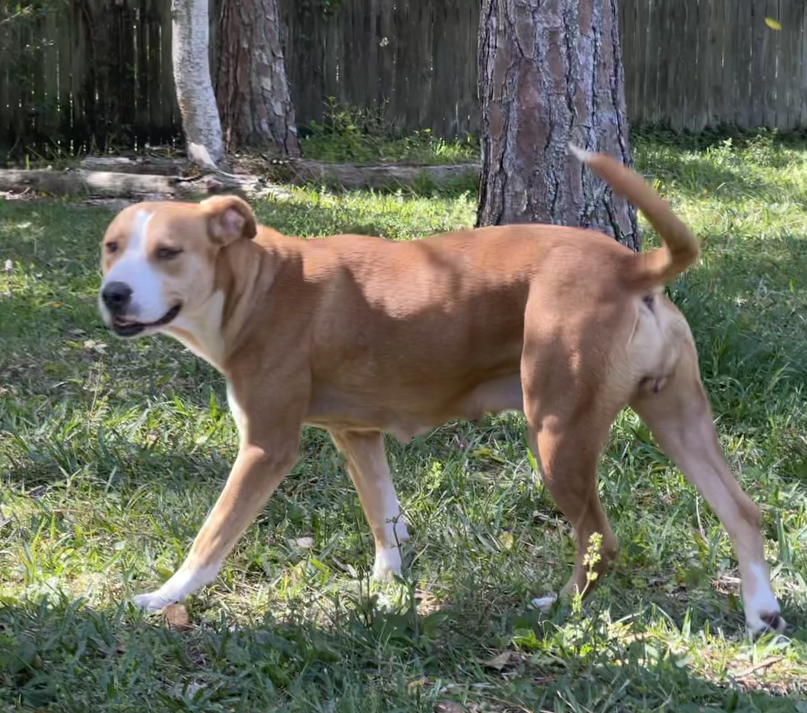 Person, an adoptable pit bull terrier mix in tampa, fl.