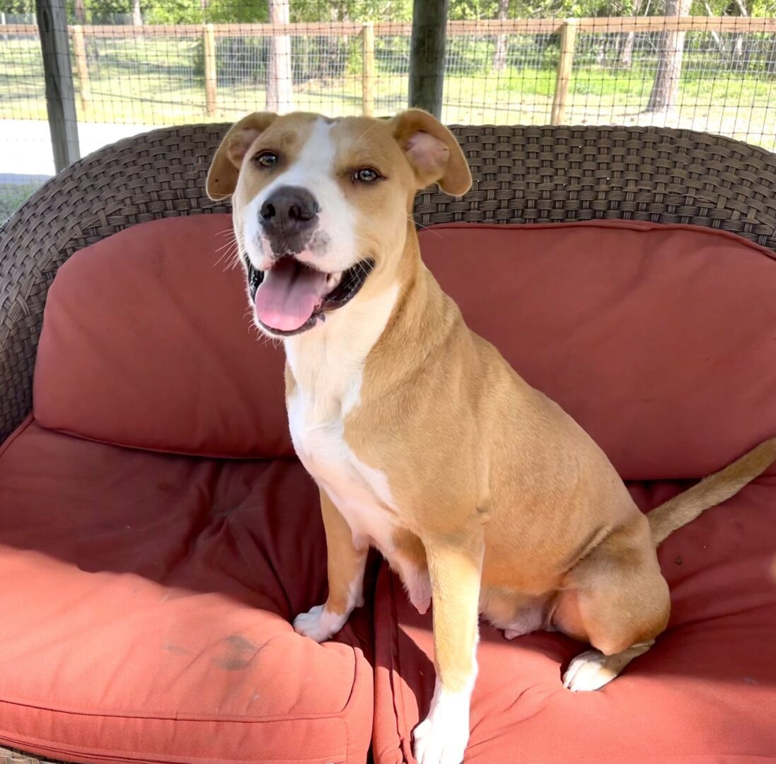Pit Lab Mix Dog for Adoption
