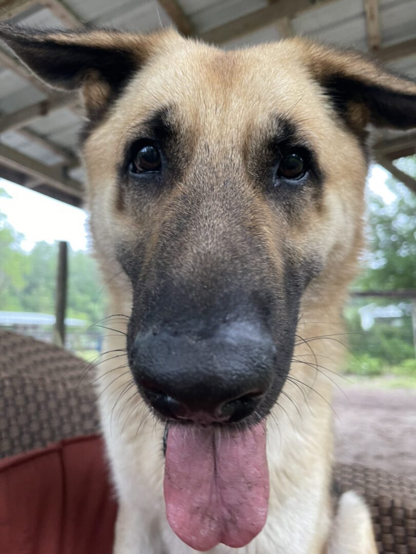 A Close up View of the Big Boy Jasper with Tongue Out