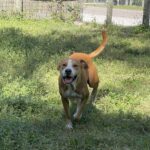A brown and white dog running in the grass.