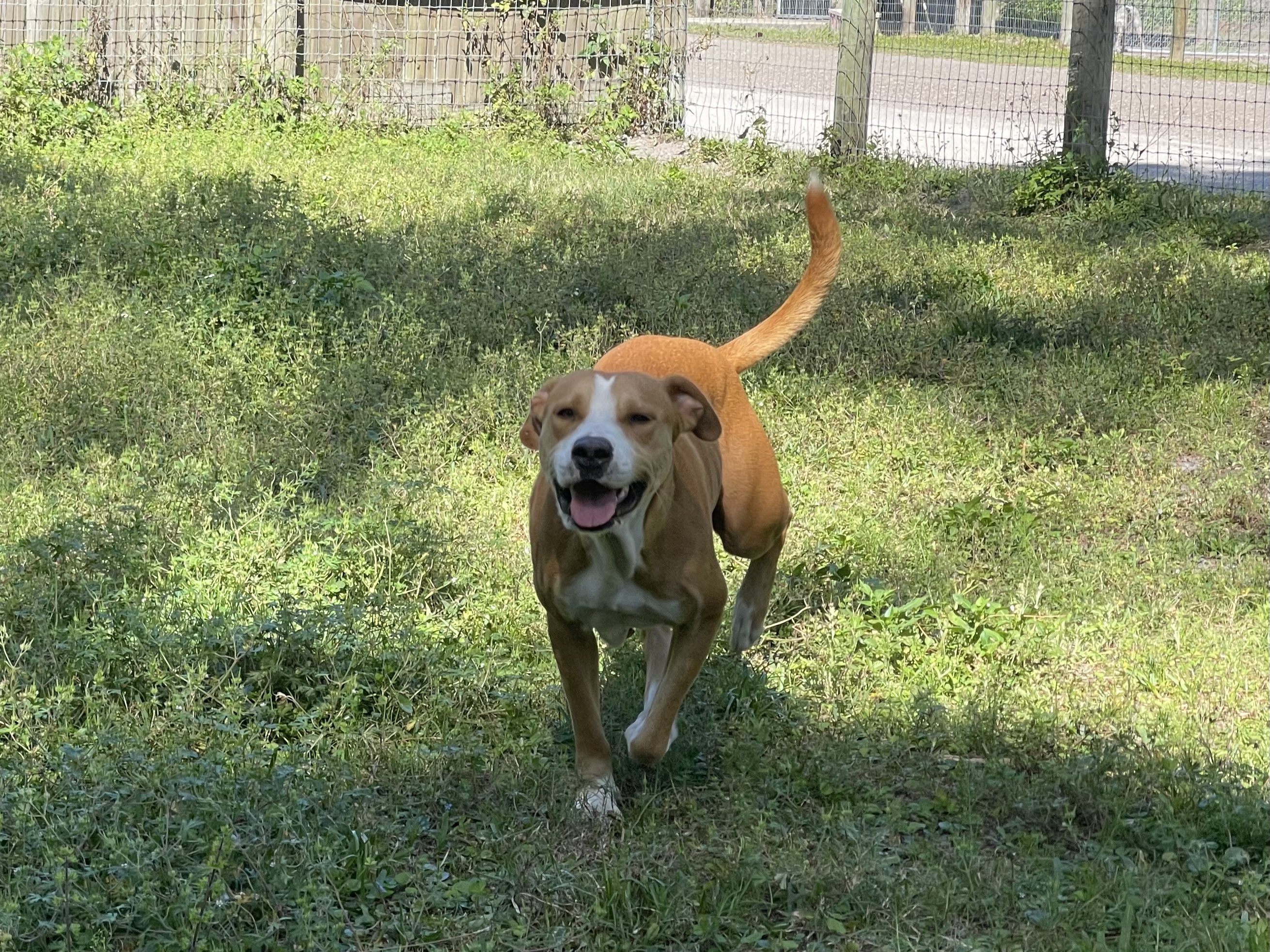 A brown and white dog running in the grass.