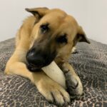 A german shepherd dog chewing on a toy on a bed.