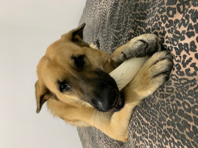 A german shepherd dog chewing on a toy on a bed.