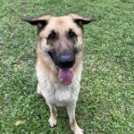 Person, an adoptable german shepherd mix in houston, texas.