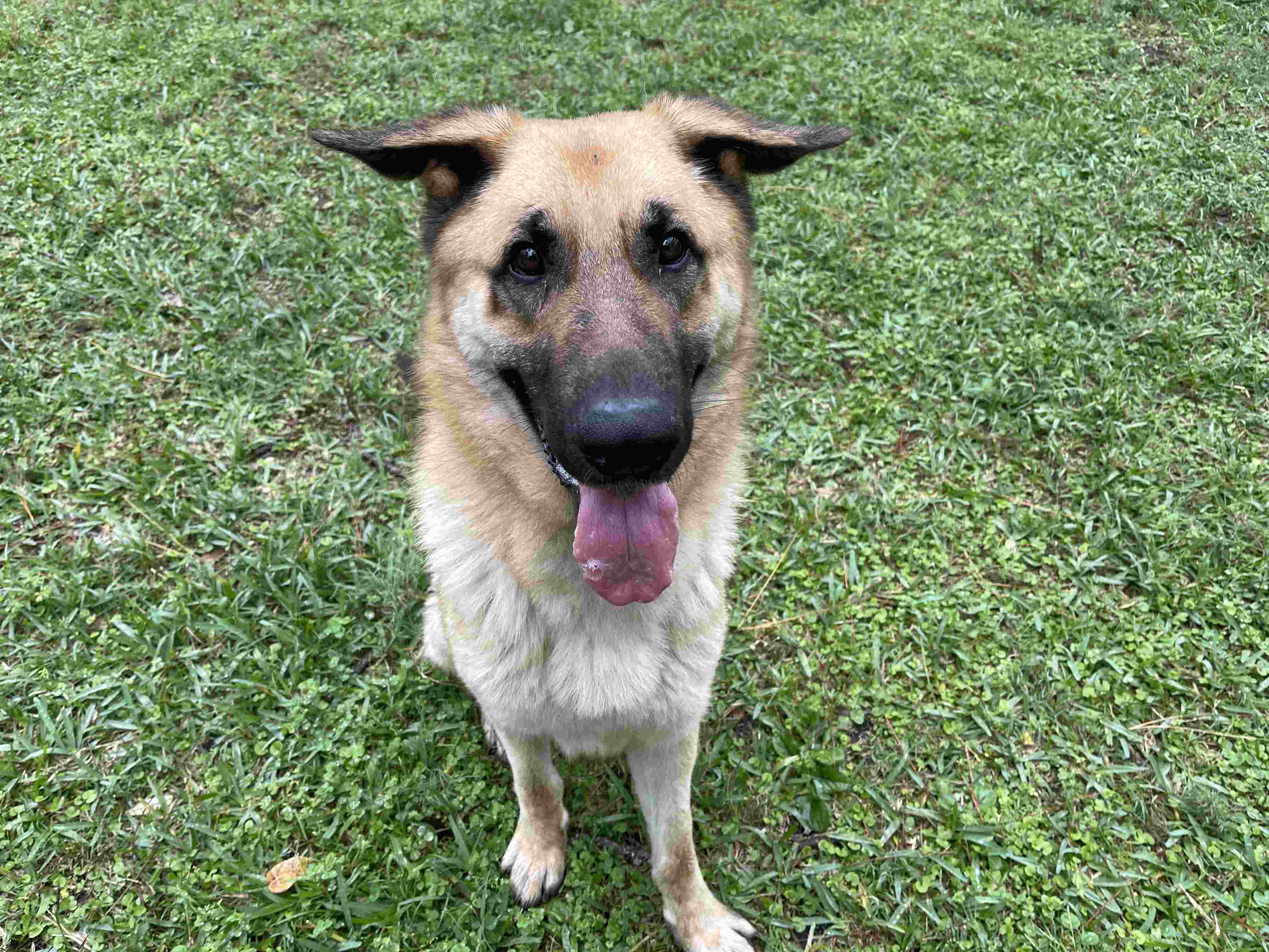 Person, an adoptable german shepherd mix in houston, texas.