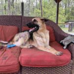 A german shepherd dog sitting on a red couch.