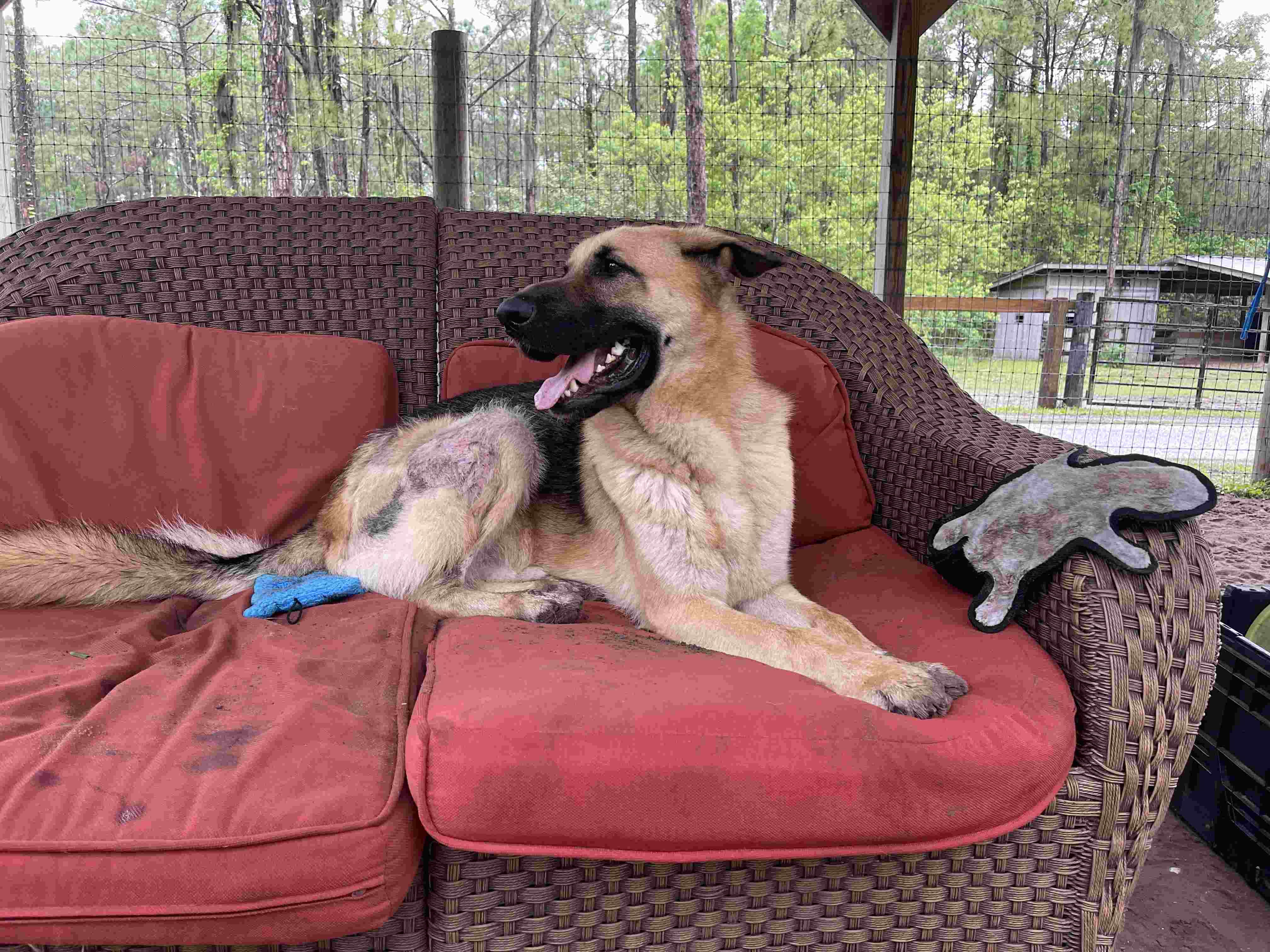 A german shepherd dog sitting on a red couch.