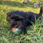 A black puppy playing with a ball in the grass.