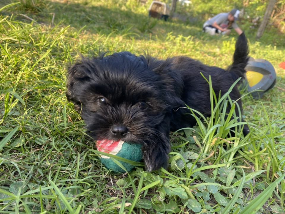 A black puppy playing with a ball in the grass.