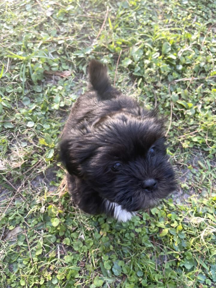 A black puppy standing in the grass.