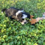 A black and white puppy laying in the grass with a stuffed animal.