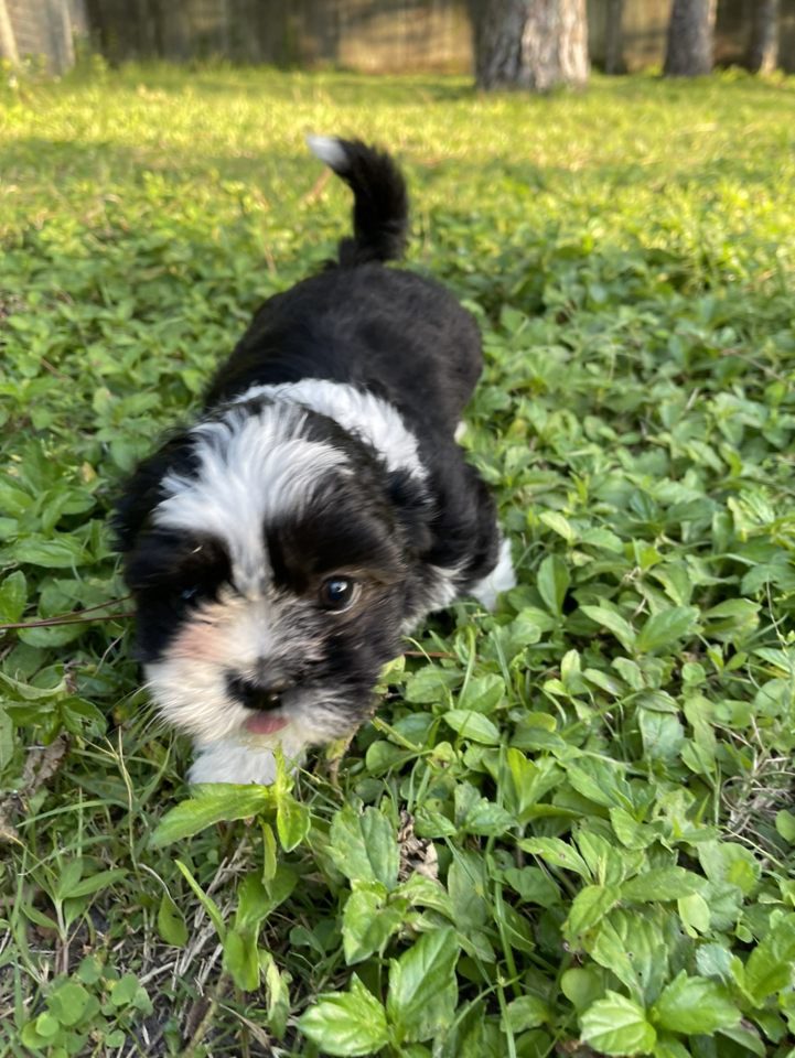 A small black and white puppy in the grass.