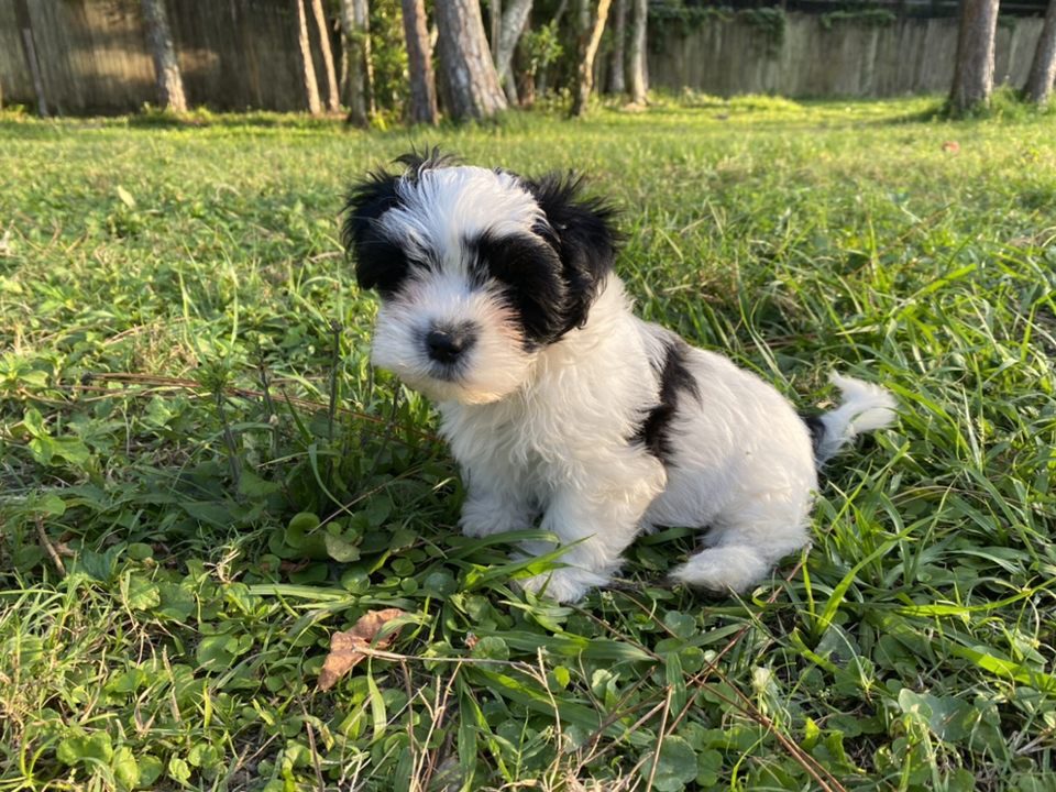 A small black and white puppy sitting in the grass.