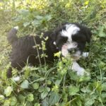 A black and white puppy laying in the grass.