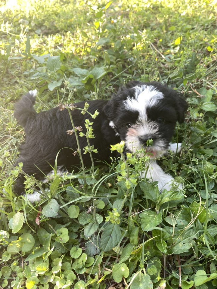 A black and white puppy laying in the grass.