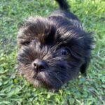A black puppy is standing in the grass.